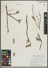 Foto von Salix arctica Pall.